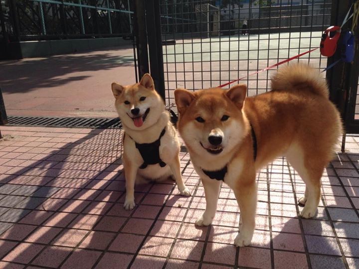 从绿茵场到篮球馆，摩洛哥踏平爱尔兰的启示与西决生死战的终极对决